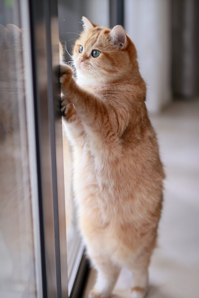 Benefits Of Installing Best Cat Door